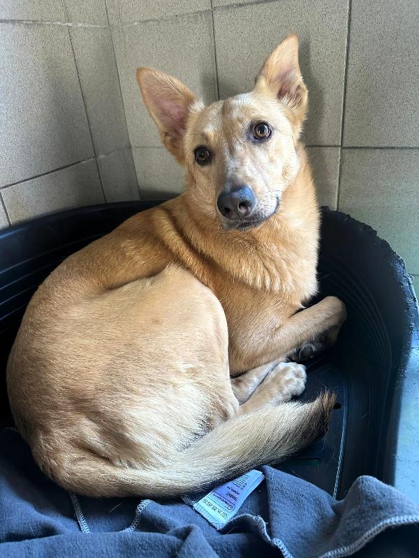 MANUEL CAGNOLINO TIMIDO Foto 3